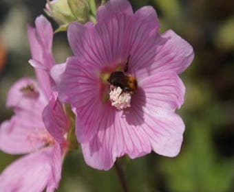 Struikmalva (Lavatera 'Rosea')