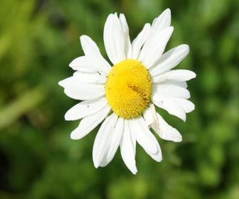 Vroege margriet (Leucanthemum vulgare 'Maikönigin')