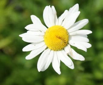 Vroege margriet (Leucanthemum vulgare 'Maikönigin')