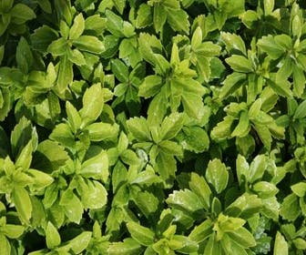 Pachysandra (Pachysandra terminalis)