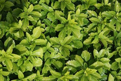 Pachysandra terminalis