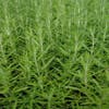 Rozemarijn (Rosmarinus officinalis) BIO