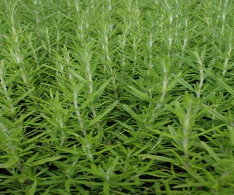 Rozemarijn (Rosmarinus officinalis) BIO