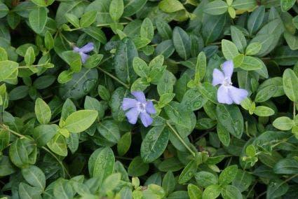 Vinca minor