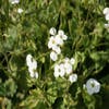 Randjesbloem/Rijstebrei (Arabis caucasica 'Schneehaube')