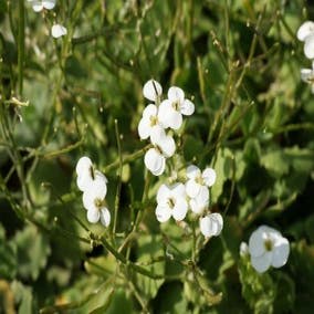 Randjesbloem/Rijstebrei (Arabis caucasica 'Schneehaube')