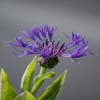 Korenbloem (Centaurea montana 'Grandiflora')