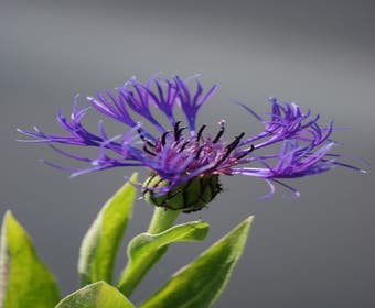 Korenbloem (Centaurea montana 'Grandiflora')