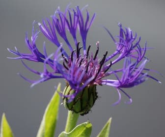 Korenbloem (Centaurea montana 'Grandiflora')