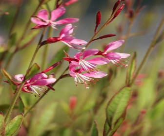 Lindheimer's kaars (Gaura lindheimeri 'Siskiyou Pink')