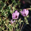 Ooievaarsbek (Geranium cinereum 'Ballerina')