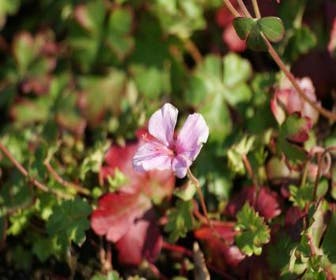 Ooievaarsbek (Geranium dalmaticum)