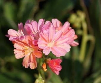 Bitterkruid (Lewisia 'Sunset Hybrids')