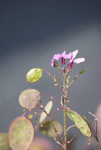 Lunaria