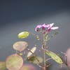 Judaspenning (Lunaria annua) Bio