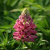 Lupine (Lupinus 'Gallery Pink')