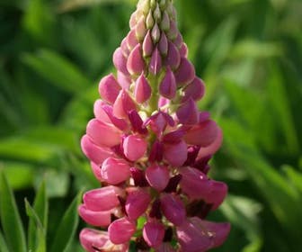 Lupine (Lupinus 'Gallery Pink')