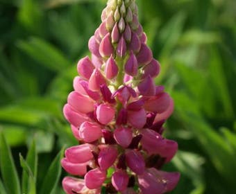 Lupine (Lupinus 'Gallery Pink')