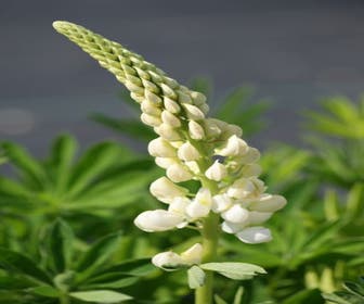 Lupine Altijd goedkoop! Directplant