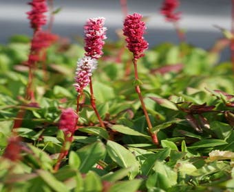 Duizendknoop (Persicaria affinis 'Darjeeling Red')