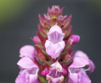 Brunella/brunel/bijenkorfje (Prunella webbiana  'Rosea')