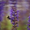 Salie (Salvia nemorosa 'Mainacht')