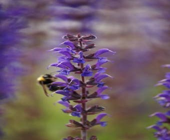 Salie (Salvia nemorosa 'Mainacht')