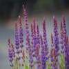Salie (Salvia nemorosa 'Ostfriesland')