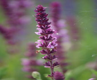 Salie (Salvia nemorosa 'Rose Queen')