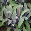 Salie (Salvia officinalis 'Purpurascens')