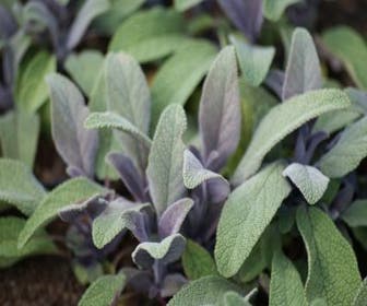 Salie (Salvia officinalis 'Purpurascens')