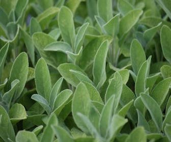 Salie (Salvia officinalis 'Berggarten')