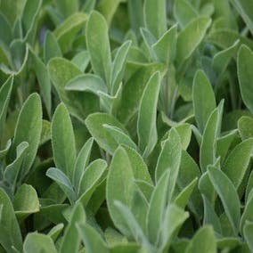 Salie (Salvia officinalis 'Berggarten') BIO