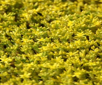 Muurpeper (Sedum acre)