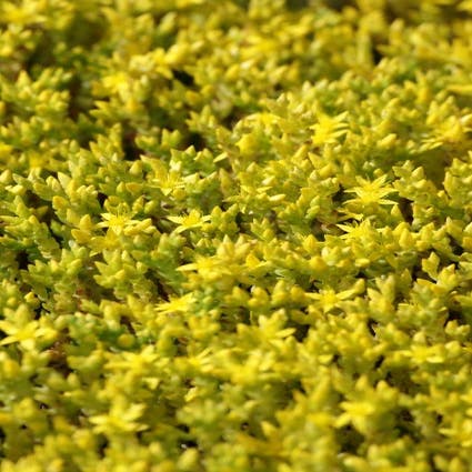 Muurpeper (Sedum acre)