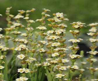 Bieslelie/blauwogengras (Sisyrinchium striatum)