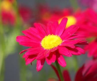 Wormkruid (Tanacetum coccineum 'Robinson's Red')