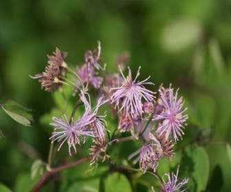 Akeleiruit (Thalictrum aquilegifolium)