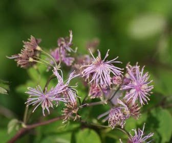 Akeleiruit (Thalictrum aquilegifolium)