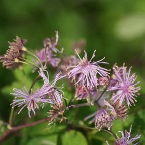 Akeleiruit (Thalictrum aquilegifolium)