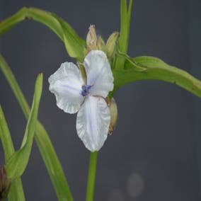 Eendagsbloem (Tradescantia 'Osprey')