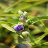 Eendagsbloem (Tradescantia 'Zwanenburg Blue')