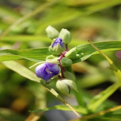 Eendagsbloem (Tradescantia 'Zwanenburg Blue')