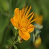 Kogelbloem / Boterbloem (Trollius chinensis 'Golden Queen')