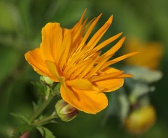 Kogelbloem / Boterbloem (Trollius chinensis 'Golden Queen')