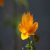 Kogelbloem / Boterbloem (Trollius chinensis 'Golden Queen') Bio