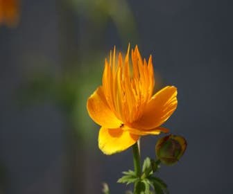 Kogelbloem / Boterbloem (Trollius chinensis 'Golden Queen') Bio