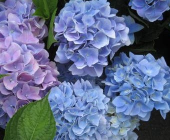 Hortensia (Hydrangea 'Endless Summer' blauw)