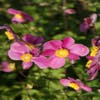 Japanse Anemoon (Anemone hupehensis 'Splendens')