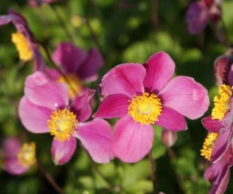 Japanse Anemoon (Anemone hupehensis 'Splendens')